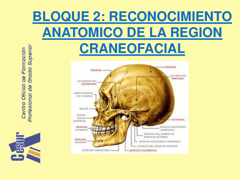 Miologia-craneofacial.pdf