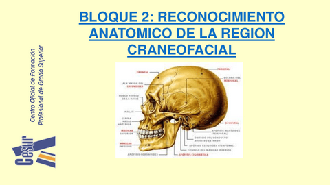INERVACION-DE-LA-CARA.-TRIGEMINO.-FACIAL.pdf