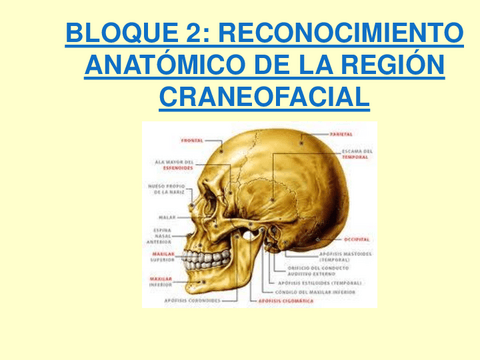 GLANDULAS-SALIVALES.pdf