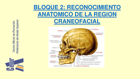 Mandibula-y-ATM.pdf