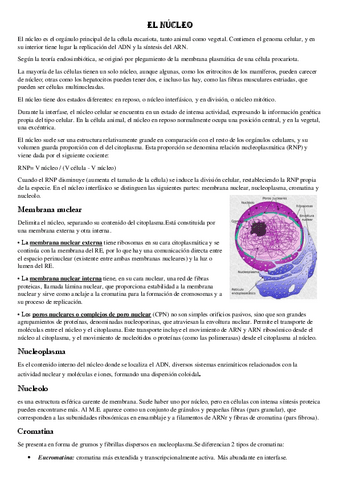 El-nucleo.pdf