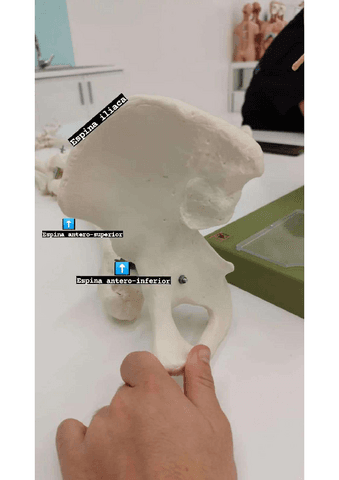 Examen-Practico-anatomia.pdf