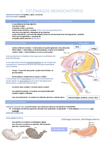 Aparato digestivo (estómago, páncreas, intestino delgado y grueso).pdf