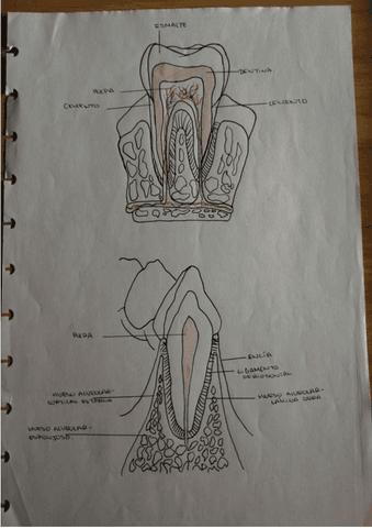 dibujos-tema-1.pdf