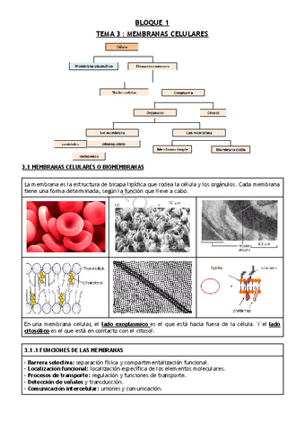 TEMA-3--MEMBRANAS-CELULARES.pdf