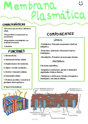 Membrana-plasmatica.pdf