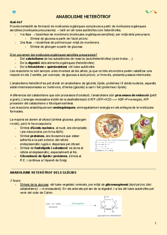 Anabolisme-heterotrof.pdf