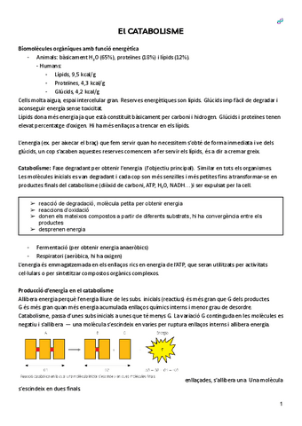 Catabolisme.pdf