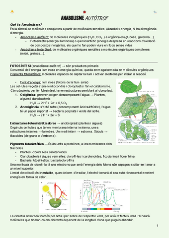 Anabolisme-autotrof.pdf