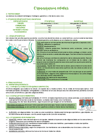 Organizacion-celular.pdf