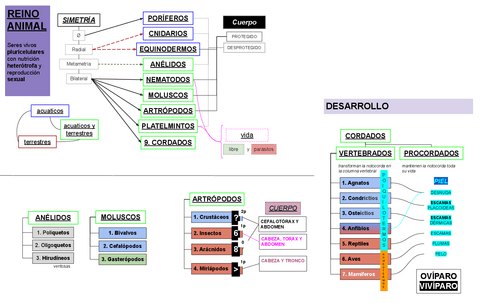 Diagrama-General.-REINO-ANIMALIA.pdf
