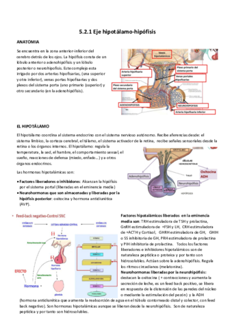 5.2.1 Eje hipotalamo-hipofisis.pdf