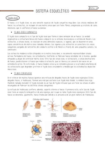 Sistema-Esqueletico.pdf