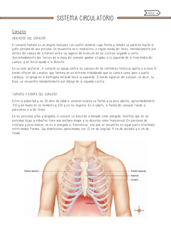Sistema-circulatorio.pdf