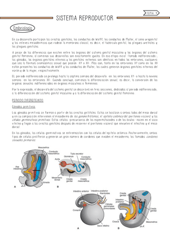 Sistema-reproductor.pdf