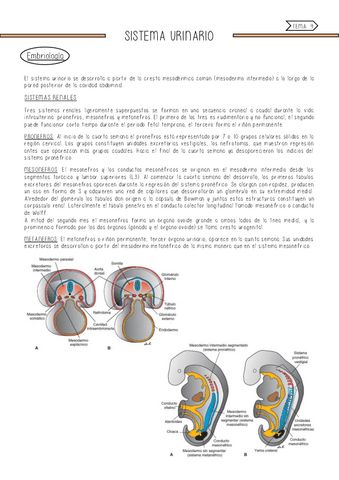 Sistema-urinario.pdf