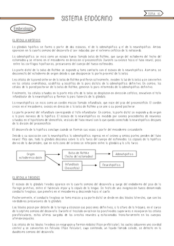 Sistema-endocrino.pdf
