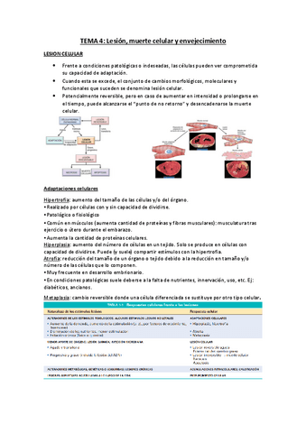 Tema-4-Lesion-muerte-celular-y-envejecimiento.pdf