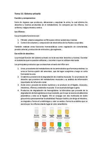 Tema-11-Sistema-Urinario.pdf