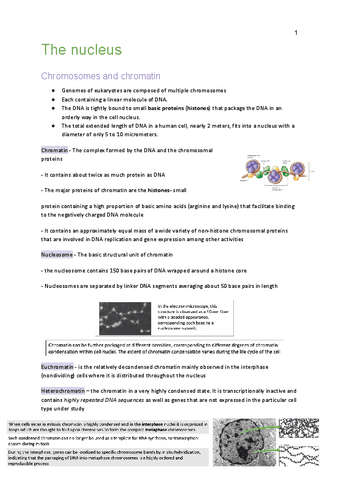 the-nucleus-tema-7.pdf