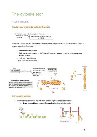 The-cytoskeleton-tema-9.pdf