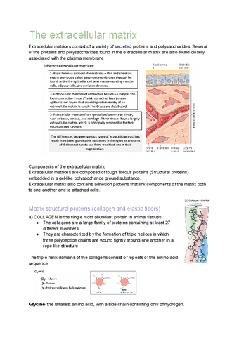 extracellular-matrix-tema-11.pdf