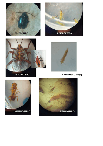 EXAMEN-RECONOCIMIENTO-insectos.pdf