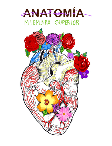 Anatomia.1o-Parcial-miembro-superior-pdf.pdf