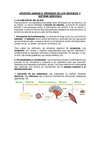 apuntes-Organos-de-los-sentidos-y-sistema-nervioso.pdf