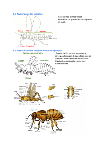 Tema-3.-Morfologia-antomia-y-fisiologia-de-insectos.pdf