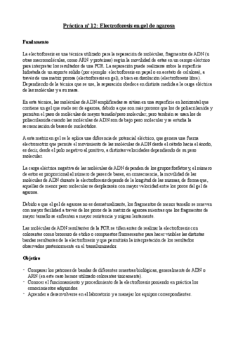 Practica-no-12-Electroforesis-en-gel-de-agarosa.-Anais-Rosa-Boyer-1LabmA.pdf