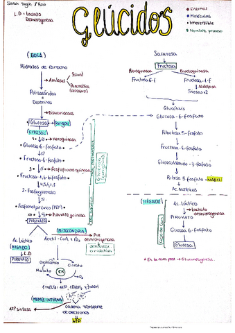 Metabolismo-Glucidos.pdf