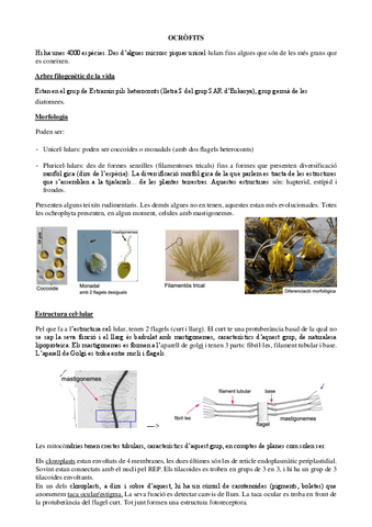 phaeophyceae-i-ocrofits.pdf