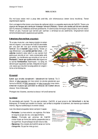 Tema-5.-Molluscs.pdf