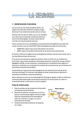 2.-La-neurona-1.pdf