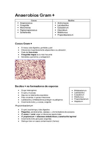 Anaerobias Gram-.pdf