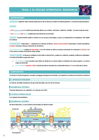 TEMA-2.-NUCLEO-INTERFASICO.RIBOSOMAS.pdf