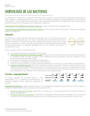 Bloque-2Tema-2-Morfologia-de-las-bacterias.pdf