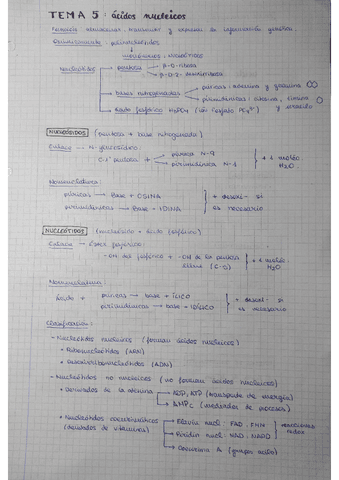 tema-5-acidos-nucleicos.pdf