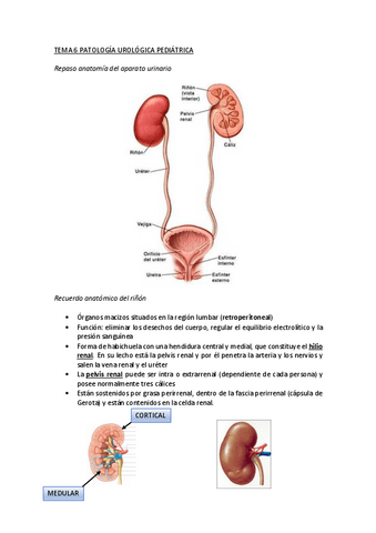 T6-Patologia-urinaria-pediatrica.pdf