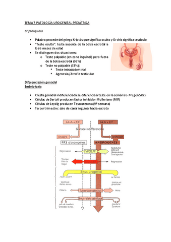 T7-Patologia-urogenital-pediatrica.pdf