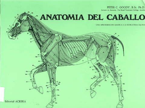 Anatomia-de-caballo-Una-aproximacion-grafica-a-la-estructura-equina.pdf