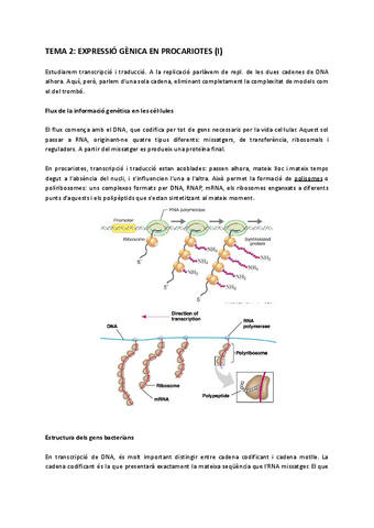 Tema-2-Expressio-Genica-en-Procariotes-I.pdf