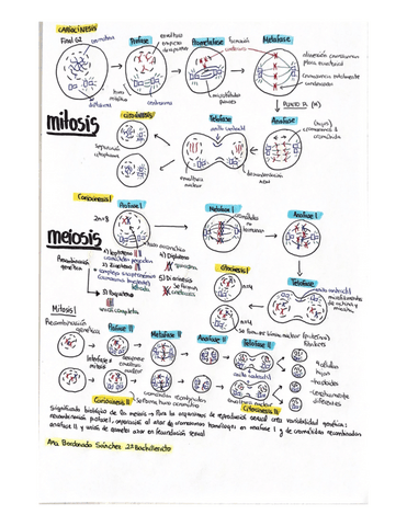 Division-celular-mitosis-meiosis-y-nucleo-interfasico-EBAU.pdf