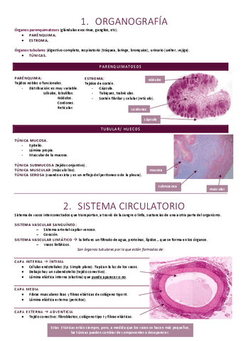 Organografía y circulatorio.pdf