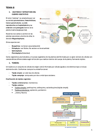 tema-8.-ESTRUCTURA-Y-ANATOMIA.pdf