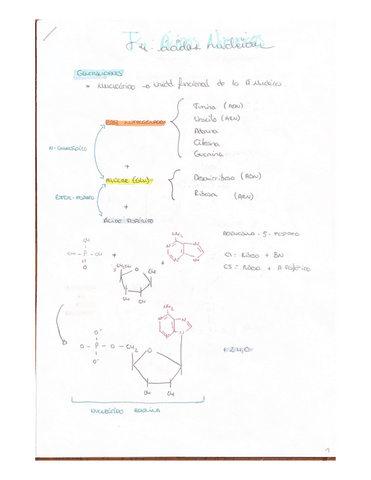 BQ-Acidos-Nucleicos-Clara.pdf