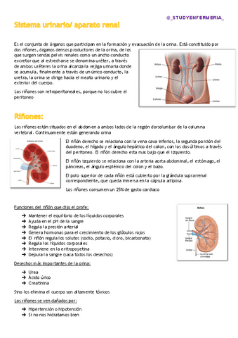 Sistema-urinario.pdf