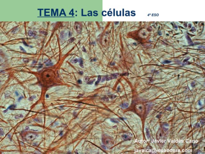https://www.slideshare.net/javacano/microfotografias-de-clulas