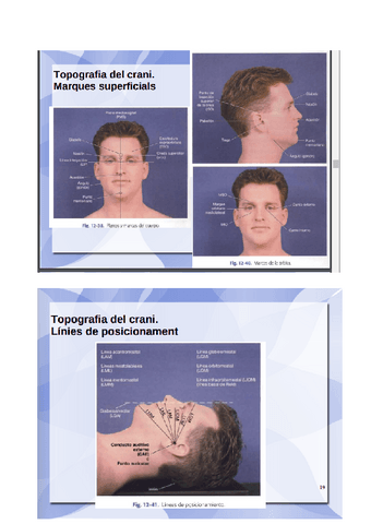 projeccions-crani.pdf